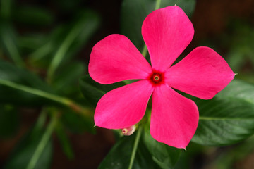 beautiful  flowers closeup