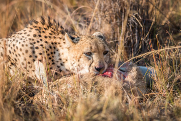 Cheetah eating a common reedbuck in the Kruger.