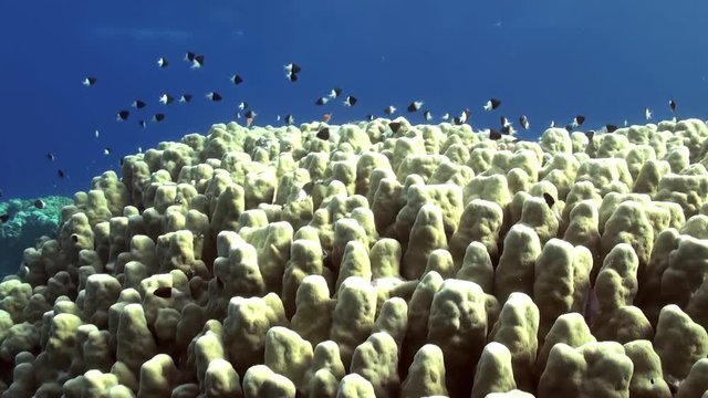 Staghorn coral with Damselfishes and Anthias. Close up. Amazing, beautiful underwater marine sea world Red Sea and life of its inhabitants, creatures and diving.