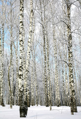 Straight snow covered birches and blue sky