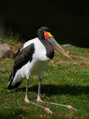 Saddle-billed stork (Ephippiorhynchus senegalensis)