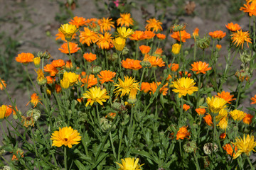 Obraz premium Pot marigolds (Calendula officinalis) on bokeh background
