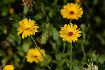 Pot marigolds (Calendula officinalis) on bokeh background