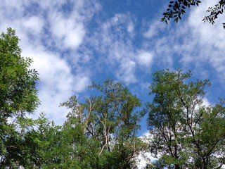 trees and sky