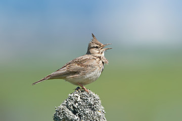 Obraz premium Crested lark (Galerida cristata)
