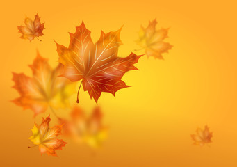 Obraz premium Autumn background with dry leaves