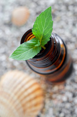 Small bottle of essential oil with fresh mint leaves close up, top view © kazmulka