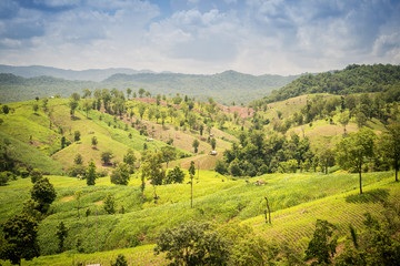 Amazing wild nature view of mountain forest landscape on sunligh