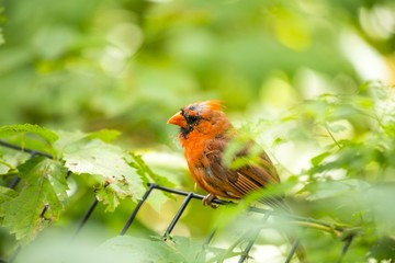 Northern Cardinal (Cardinalis cardinalis)