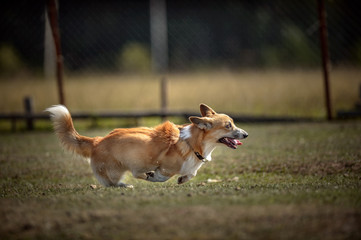 Welsh corgi at cattle servise