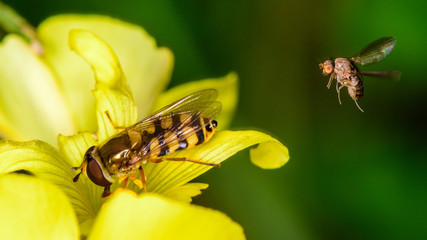The hover of a Robber over a Hover...