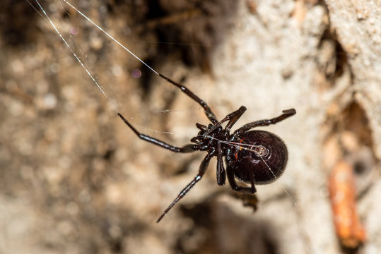 False Button/Widow Spider