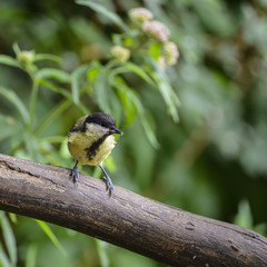 Lovely Common garden Great Tit Parus Major on branch in tree