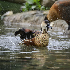 Young Wandering Whistling Duck chick cleaning itself in pond fla