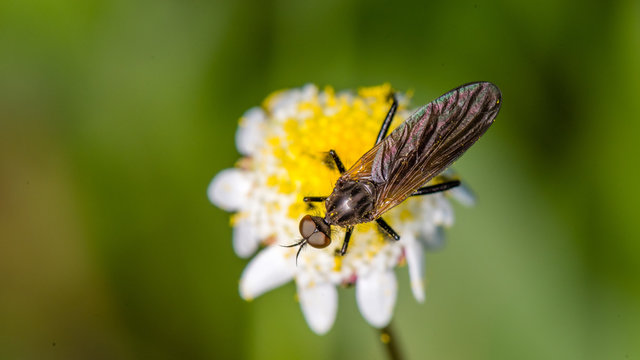 Robber Fly on tiny flower