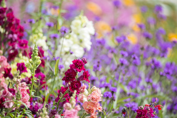 Obraz premium Beautiful Summer landscape image of vibrant wild flowers in mead