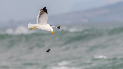 Fototapeta na wymiar Cape Gull II