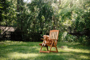 Dog Nova Scotia Duck Tolling Retriever lying in the garden