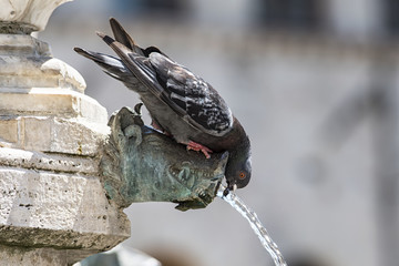 Fontana e piccione © Nikokvfrmoto