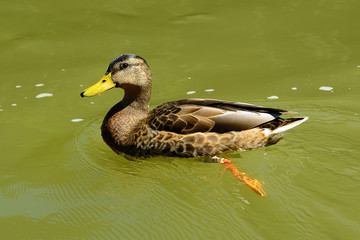 Mallard duck female swimming in the river. Anas platyrhynchos.