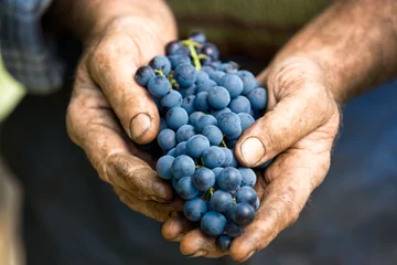 Fotobehang Hand met verse tros druiven © luckybusiness