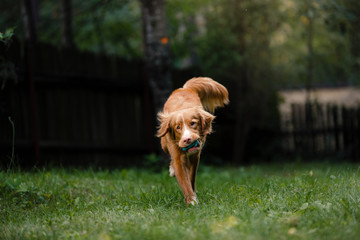 Dog Nova Scotia Duck Tolling Retriever running around the garden
