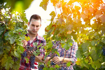 Couple working in in vineyard