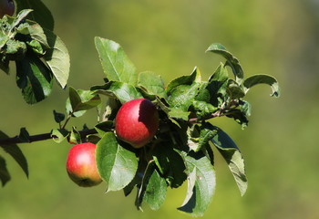 apple on branches