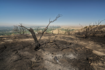 Scorched plants from Idaho fire at Table Rock
