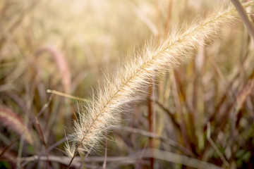 Fresh grass flower field in nature background. Imperata cylindri