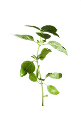 Fototapeta na wymiar the fresh basil leaves isolated on white background