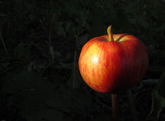 apple on a black background