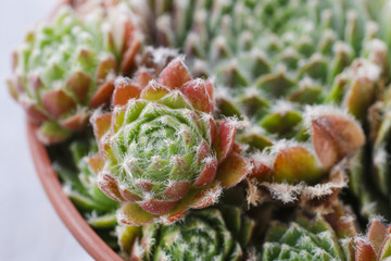 Succulent plants in basket