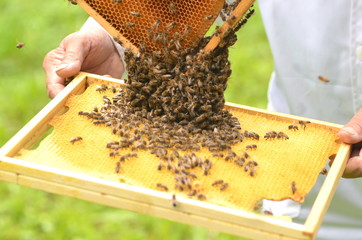 pszczoły na plastrze miodu - obrazy, fototapety, plakaty