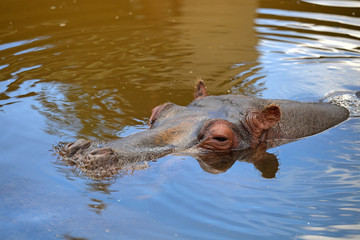 Fototapeta premium Hippopotamus In the Water