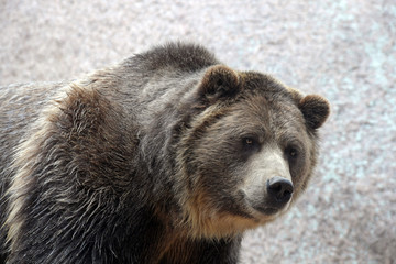 Grizzle Bear