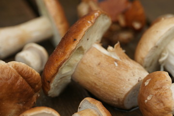 mushroom
