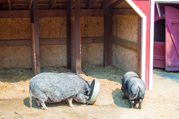 Hogs at the Barn