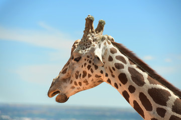 Head of Girafffe outdoors