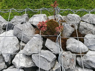 Gabione mit kleiner Pflanze und grauen Steinen vor grünem Rasen in einem Garten in Oerlinghausen...