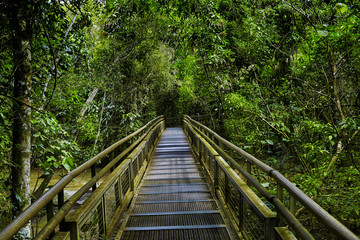 Fototapeta na wymiar Jungle rainforest,tropic forest with fern and lush vegetation, n