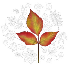 Realistic autumnal leaf of Box alder (Acer negundo) on a background with leaves of various trees drawn by outlines. Vector illustration.