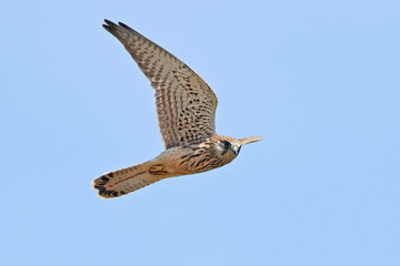Common kestrel (Falco tinnunculus)
