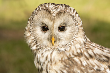 Oeraluil is alert.