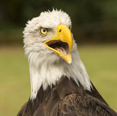 Portret volwassen Amerikaanse zeearend.