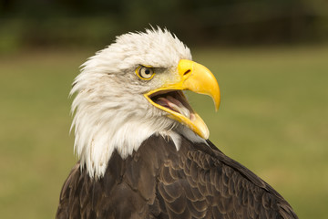 Portret volwassen Amerikaanse zeearend.