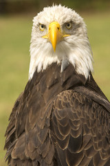 Obraz premium Portret volwassen Amerikaanse zeearend.