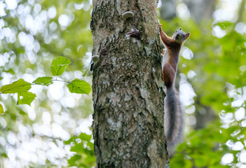 Squirrel sitting on a tree in the forest