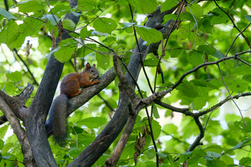 Squirrel sitting on a tree in the forest