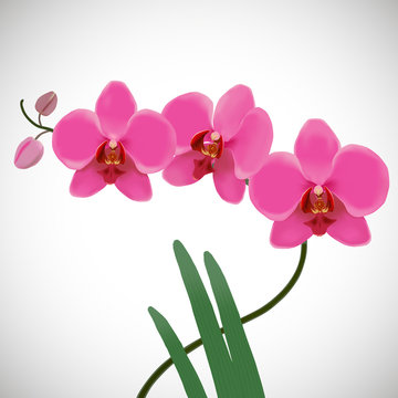 Realistik illustration of pink orchids.
